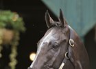 Arrogate could work Sunday if the weather cooperates