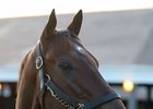 Cautious Giant Brings Top Price at Barretts Mixed Sale Cautious Giant Brings Top Price at Barretts Mixed Sale