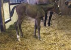 A filly out of Set'n On Ready is the first foal born by Darby Dan Farm's Tapiture. She was born Jan. 11 at Wynnstay Farm.