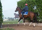 Shaman Ghost training at Gulfstream for the 2017 Pegasus World Cup, in which he finished second to Arrogate