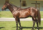Claiborne Farm stallion Orb