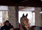 Keeneland's January Sale Ends With Declines Keeneland's January Sale Ends With Declines
