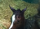 The first foal born by Honor Code is also the first foal out of the El Prado daughter Table Three Ten. The filly was born Jan. 9