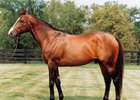 The late Unbridled at Claiborne Farm
