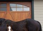 First Foal by Fast Anna Born in New York First Foal by Fast Anna Born in New York