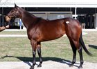 Hip 238, Super Majesty by Super Saver, topped the first session of the 2017 Kentucky winter mixed sale