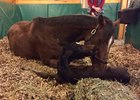 Champion La Verdad Delivers First Foal Champion La Verdad Delivers First Foal