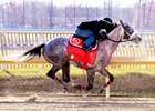 El Areeb Sharp in Five-Furlong Workout El Areeb Sharp in Five-Furlong Workout