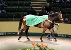 Military Angel was purchased by French-based MAB Agency for €210,000