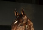 Classic Empire refused to breeze on multiple occasions, but got back to work March 22