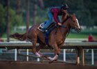 Stellar Wind Logs First Breeze of 2017 at Santa Anita Stellar Wind Logs First Breeze of 2017 at Santa Anita