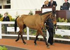 Flemenshill (Lot 20) at the 2017 Tattersalls Cheltenham January Sale