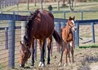 Lucky to Be Me with her Strong Mandate filly born on Jan. 17, 2017, at Respite Farm
