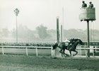 Busher: Small Filly and Horse of the Year Busher: Small Filly and Horse of the Year