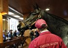 Hip 345, Cinnamon Spice, 2017 Kentucky Winter Mixed Sale, consigned by Taylor Made Farm for Fox Hill Farm, purchased by Frances Relihan for Sumaya Stud