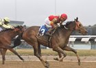 Yorkiepoo Princess Scores Again at Aqueduct Yorkiepoo Princess Scores Again at Aqueduct
