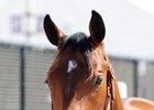 Hip 135, a Bernardini colt who was purchased by M. V. Magnier for $1.45 million