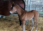 Rousing Sermon's First Foal is a Colt Rousing Sermon's First Foal is a Colt