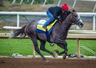 Arrogate - Santa Anita - February 27, 2017
