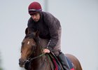 Mondialiste on the all-weather track at Woodbine Sept. 9