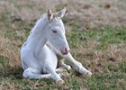Beautiful Devil filly by Revolutionary born on Feb. 5, 2017, at Patchen Wilkes Farm in Lexington, Ky.