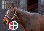 Empire Maker, Distorted Humor Progeny Thrive at Pimlico Empire Maker, Distorted Humor Progeny Thrive at Pimlico