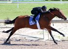 Hip 135, 1/8 mile in 10 seconds, 2017 Fasig-Tipton Gulfstream Sale Under Tack Show