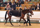 Tattersalls February Shatters Records Tattersalls February Shatters Records