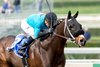 St. Joe Bay is looking for his first score since the 2017 Palos Verdes Stakes at Santa Anita