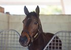 Champion Tepin Confirmed in Foal to Curlin Champion Tepin Confirmed in Foal to Curlin