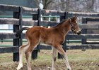 First Northern Hemisphere foal, 2017 filly by Hampton Court out of Dating Lady Luck at Spendthrift