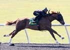 Curlin Colt Goes for $950,000 at OBS Sale Curlin Colt Goes for $950,000 at OBS Sale