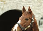 Giant's Causeway Tops 2010 Sires' List Giant's Causeway Tops 2010 Sires' List