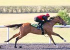 Super Saver colt (Hip 153) blazes a quarter-mile in :20 1/5