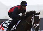 Neolithic works ahead of the Dubai World Cup at Meydan