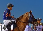 Mind Your Biscuits in Dubai for the Golden Shaheen, which he won