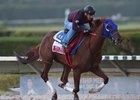 Gunnevera works five furlongs 1:01 4/5 over the main track at Gulfstream Park West
