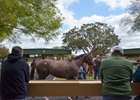 Juveniles get ready to head into the auction ring during the OBS spring sale