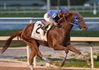Fountain of Youth winner Gunnevera is a co-favorite in the final Kentucky Derby future wager