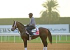 Qatar Racing Buys Interest in Neolithic Qatar Racing Buys Interest in Neolithic