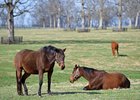 Reports of Mares Bred Due at The Jockey Club by Aug. 1 Reports of Mares Bred Due at The Jockey Club by Aug. 1