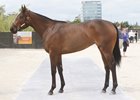 Uncle Mo Filly Sells for $1.5 Million at F-T Gulfstream Uncle Mo Filly Sells for $1.5 Million at F-T Gulfstream