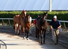 Earlier this year at Gulfstream Park, horses are walked from the backstretch