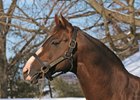 Giant's Causeway Reaches 100 Stakes Winners Giant's Causeway Reaches 100 Stakes Winners