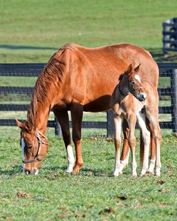 Jockey Club projects a 2017 foal crop similar to 2016
