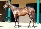 The sale-topping Malibu Moon colt, a $675,000 purchase from Starting Point Thoroughbreds