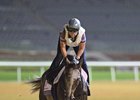 Arrogate - Meydan - March 20, 2017