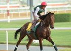 Dubai World Cup Card: De Royer Dupre Aims To Repeat Dubai World Cup Card: De Royer Dupre Aims To Repeat