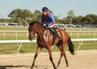 Florida Oaks winner Fifty Five at Tampa Bay Downs