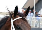 Winx has won her last 17 starts, including a dozen group 1 races
